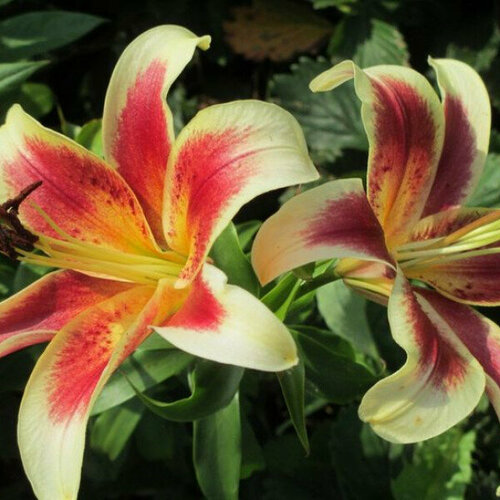 Луковица Лилия ОТ-гибрид Пэшн Мун