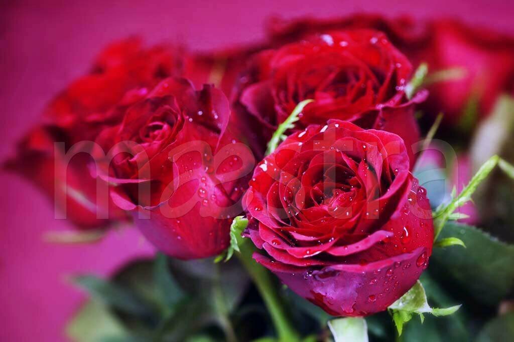 Фотообои Красные розы с большими бутонами 275x413 (ВхШ), бесшовные, флизелиновые, MasterFresok арт 4-024