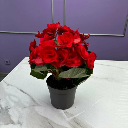 Бегония комнатное растение