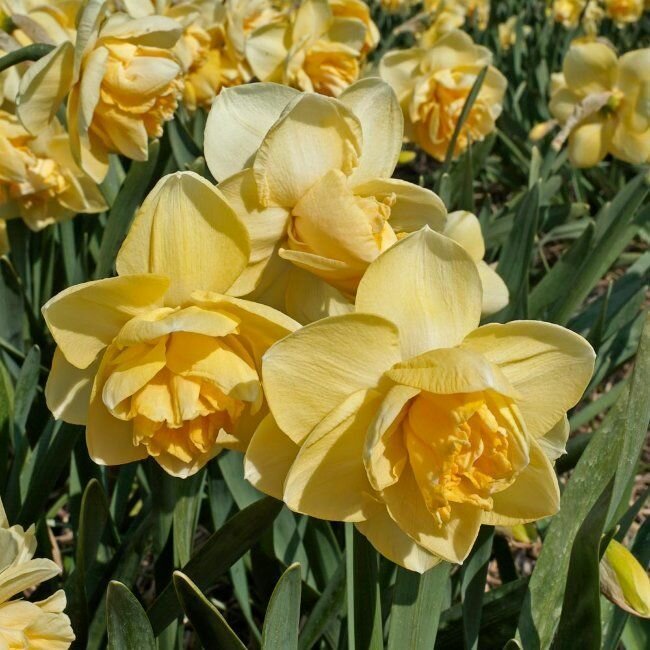 Нарцисс Оранж Джус 8шт.