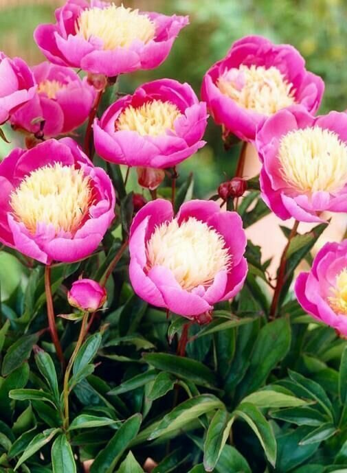 Пион Bowl of Beauty 1 шт.