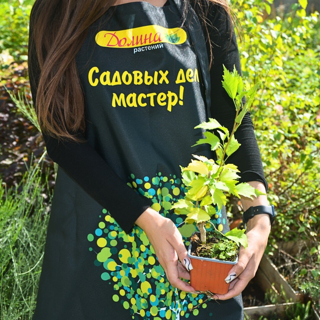 Саженцы Гибискус сирийский Флауэр Тауэр Уайт (Belgium Plants Van. (Бельгия)), 1 саженец в горшке 15-20 см