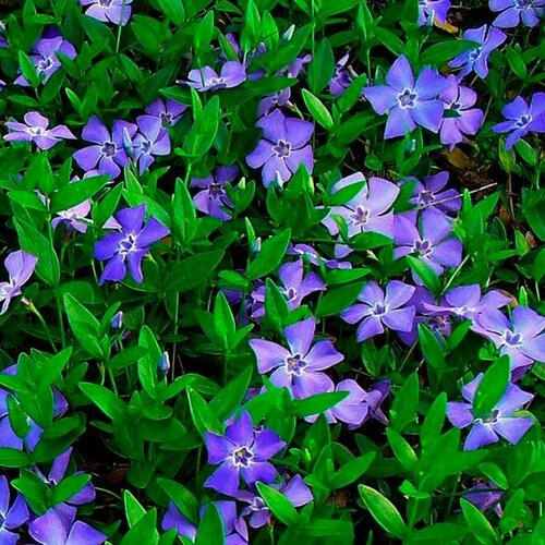 Барвинок Минор (1 корневище в горшке р9). Szkolka roslin A.M (Польша)