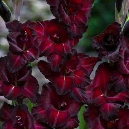 Гладиолус Блэк Сюрпрайз 1 шт