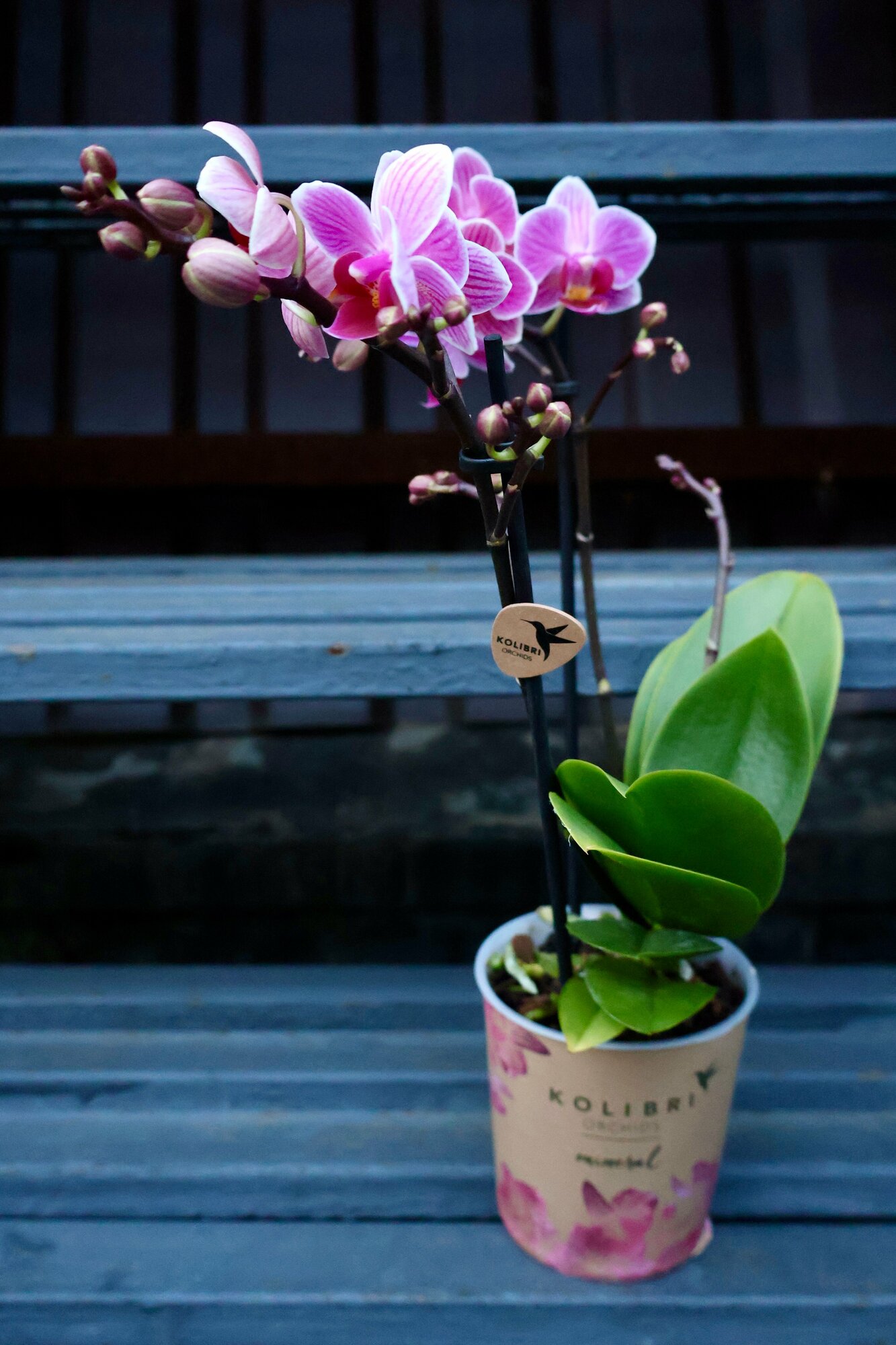 Орхидея Фаленопсис "Тайны Фуксии" (D-9 H-40)
