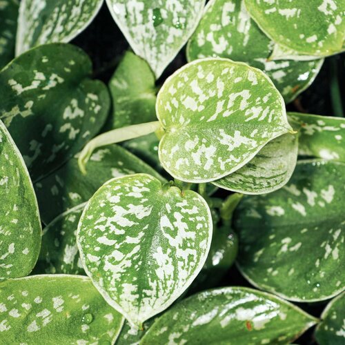 Филодендрон Сканденс Пиктус (Philodendron Scandens Pictus) D6см