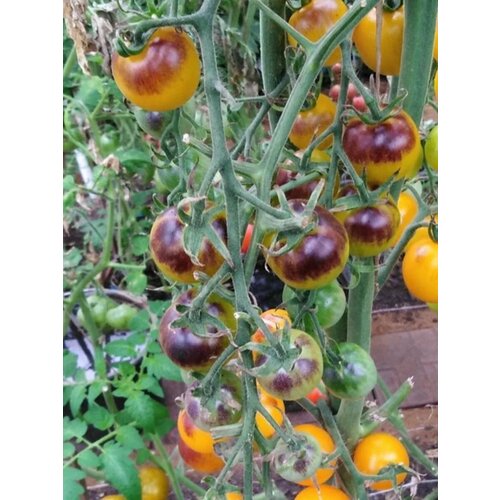 Коллекционные семена томата Огненный Синий Шар