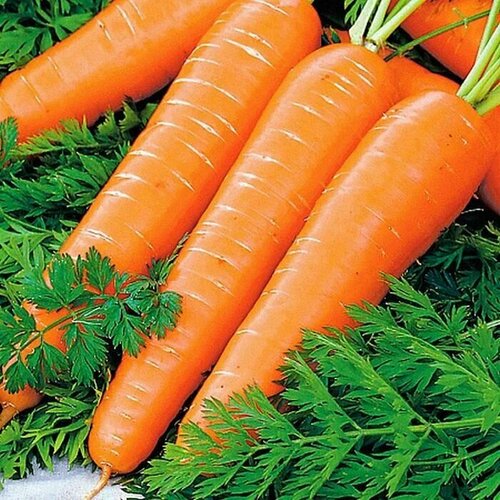 Коллекционные семена моркови Резистафлай F1 набор семян моркови нантик резистафлай 0 5 г нантская 4 2г