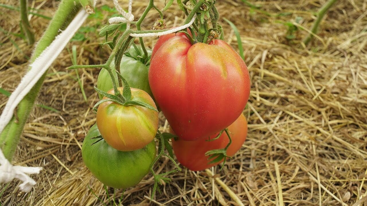 Коллекционные семена томата Сливочное масло и бычье сердце