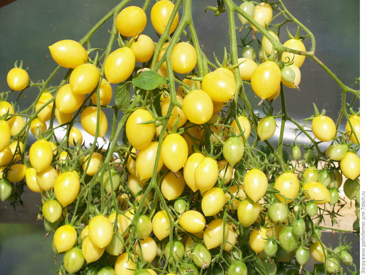 Сумасшедшие Ягоды - семена томатов