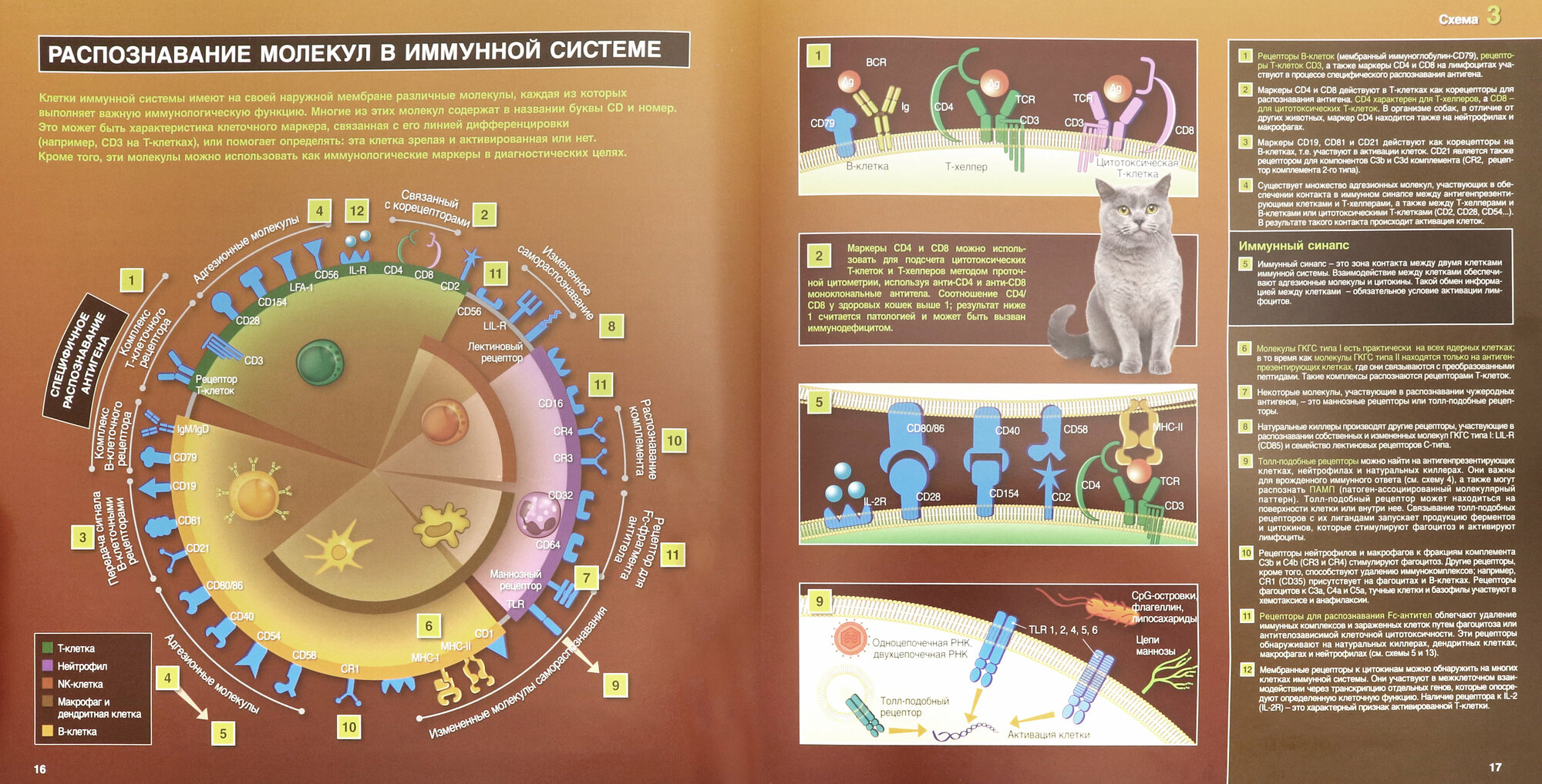 Иммунология и инфекционные заболевания собак и кошек. Цветной атлас - фото №3