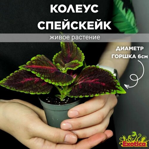 Колеус Спейскейк (Coleus Spacecake) D6см