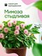 мимоза
