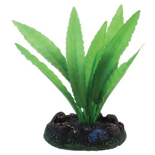 Растение Laguna 