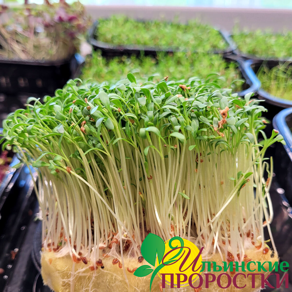 Агровата коврик для микрозелени и выращивания рассады 5шт 16 *10 *1,5 см