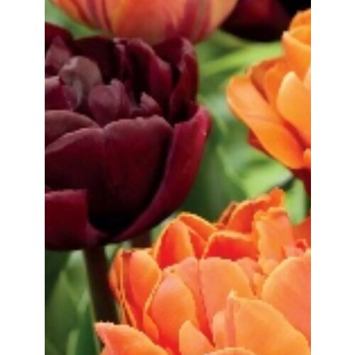 Луковицы Тюльпан ДаблБлэк энд Оранж микс - 10 шт 1211₽