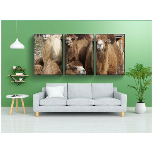 фото Набор модулных постеров для интерьера "верблюд, домашний верблюд, топтать" 60x90 см. в тубусе, без рамки lotsprints