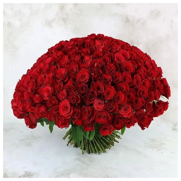 Букет цветов из 251 красной розы - Ред наоми 60 см