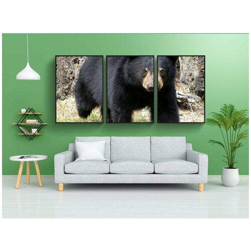 фото Набор модулных постеров для интерьера "нести, животное, британская колумбия" 60x90 см. в тубусе, без рамки lotsprints