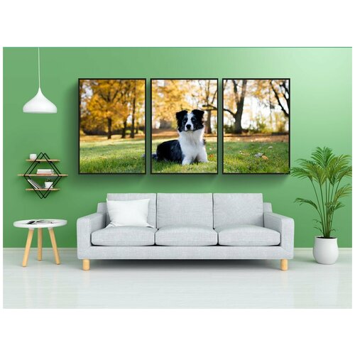 фото Набор модулных постеров для интерьера "австралийская овчарка мини, собака, врущий" 60x90 см. в тубусе, без рамки lotsprints