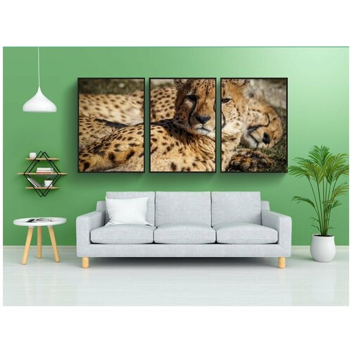 фото Набор модулных постеров для интерьера "гепарды, зоопарк, хищник" 60x90 см. в тубусе, без рамки lotsprints