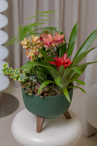 Изображение товара Композиция "Нимфа" (Орхидея фаленопсис, Аспарагус, Гузмания, Фиттония, Хедера) от бренда Margo plants