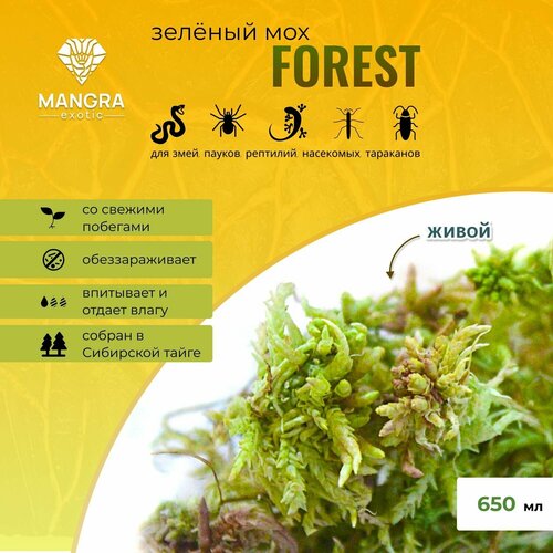 Мох живой MANGRA exotic Forest зеленый, из Сибирской тайги, для террариума / акватеррариума, 650 мл (для змей, пауков, рептилий, насекомых, тараканов)