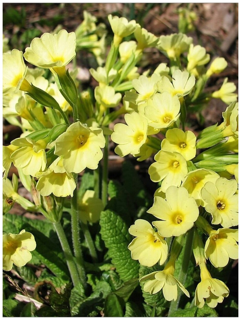 Семена Примула высокая микс (Primula elatior) 20 штук