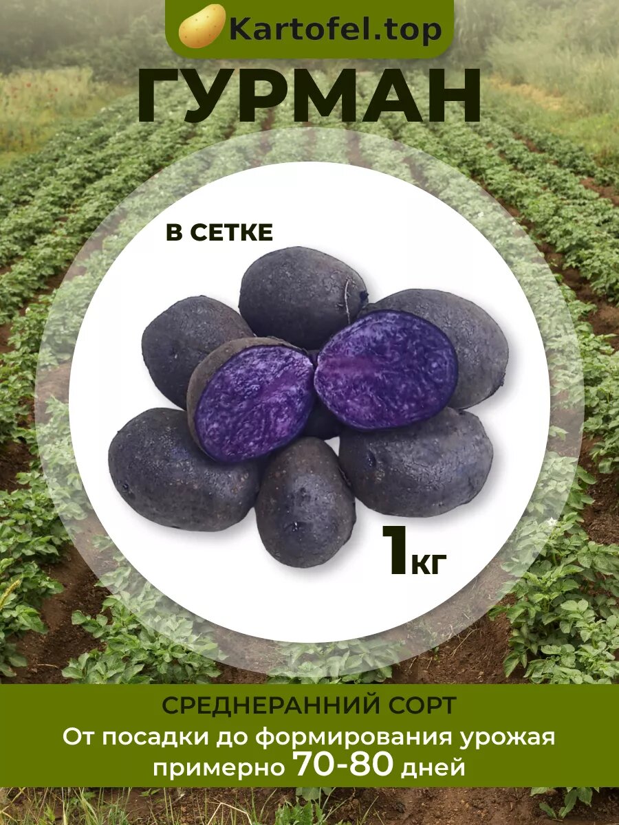 Картофель семенной для посадки клубни Гурман 1 кг