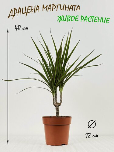 Изображение товара Драцена Маргината в горшке, PRO фикус живое растение, высота 40см