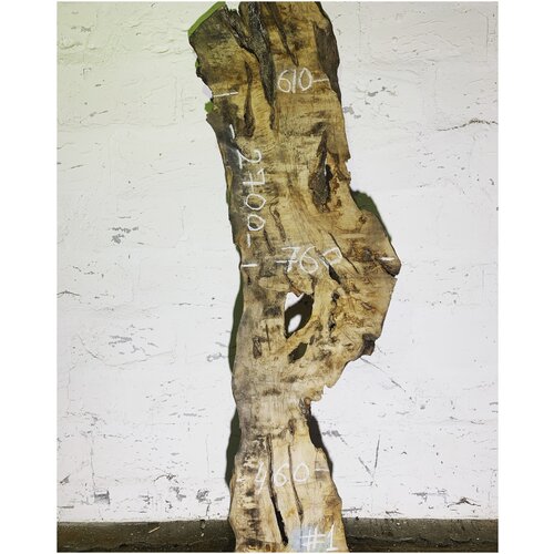 фото Граб кавказский # 1 grood-wood.ru