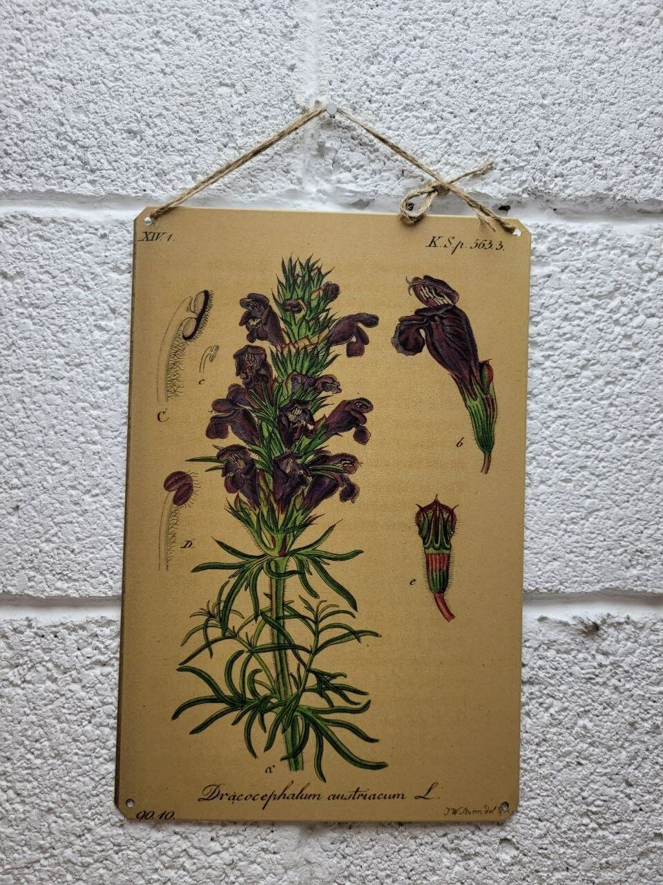 Ботаника постер 20 на 30 см, шнур-подвес в подарок