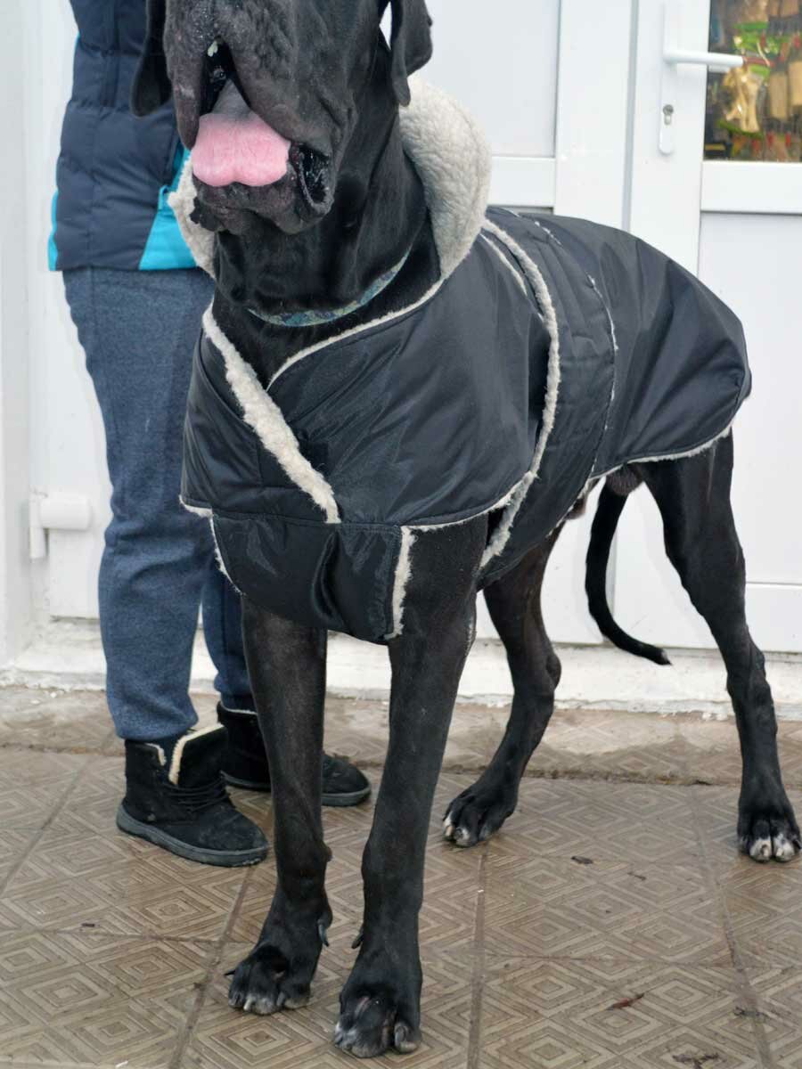 Попона зимняя для собак на меху черная 80 - фотография № 1