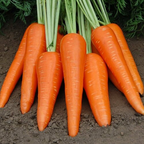 Морковь Абако F1 (семена). Гавриш. семена морковь абако f1 поиск