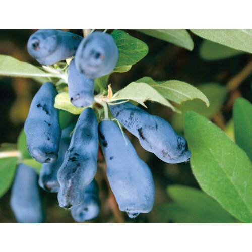 Жимолость Морена