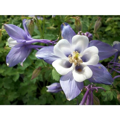 Семена Аквилегия гибридная Голубка 220₽