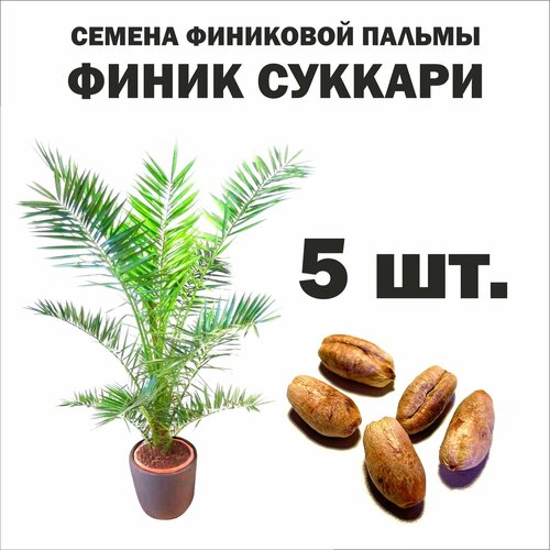 Семена финиковой пальмы финик Суккари 5 шт./ Phoenix Sukkari Саудовская Аравия
