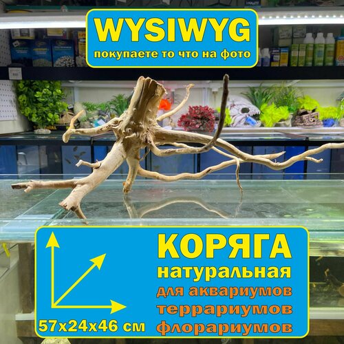 Коряга корень азалии 57х24х46 см для аквариумов и террариумов Визивиг/ природная декорация/ биологический фильтр для аквариума