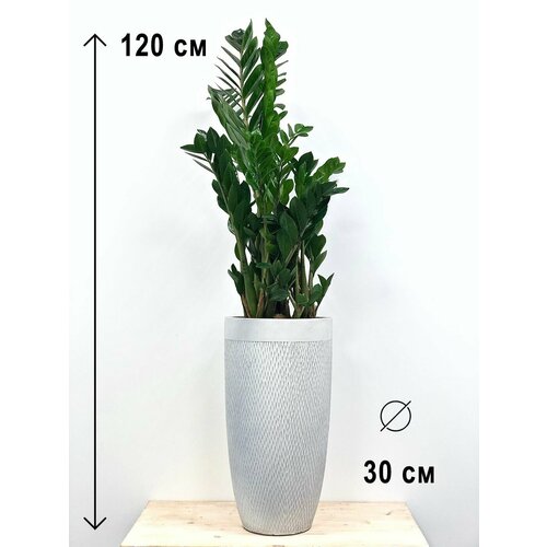 Растение Замиокулькас в высоком керамическом кашпо лотус слоновая кость, высота композиции 110-120см