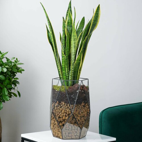 Цветок Сансевиерия в стеклянном кашпо Полуананас 85 см 9467₽