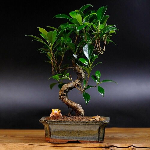 Бонсай Фикус Гинсенг, 35см, 11 лет