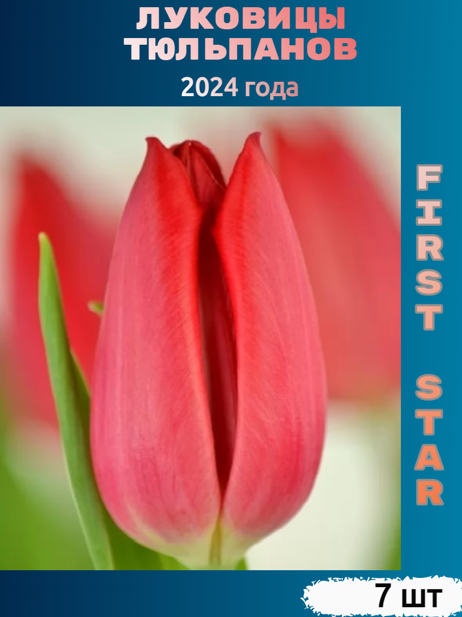 Луковицы тюльпана First star (7 шт)