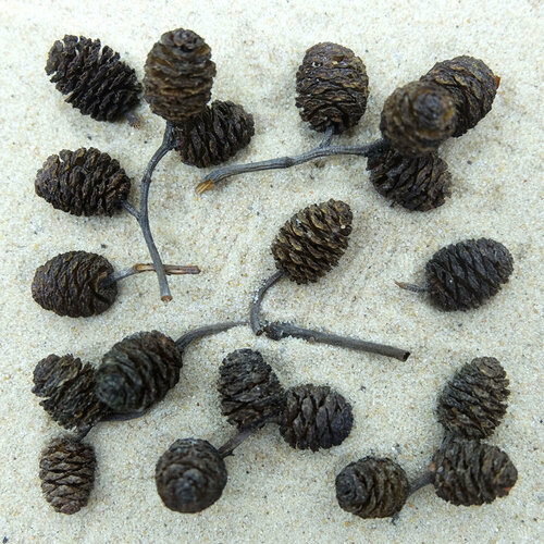 DECOTOP Alder Cones S Шишки ольхи 15-20 мм, 20 шт.
