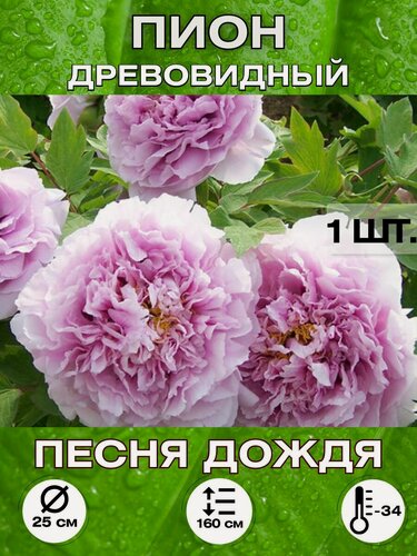 Изображение товара Пион Песня дождя, корневище