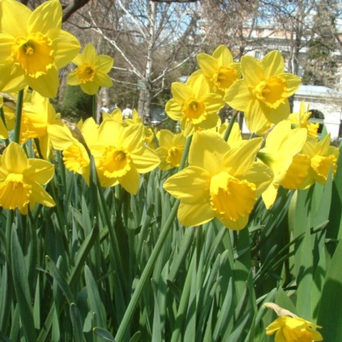 Луковицы Нарцисса Калифорния ( 5 шт )