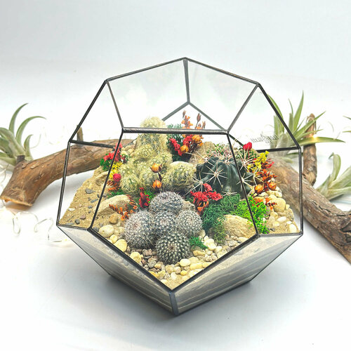 Флорариум с кактусами Яркий Додекаэдр 18см 4680₽