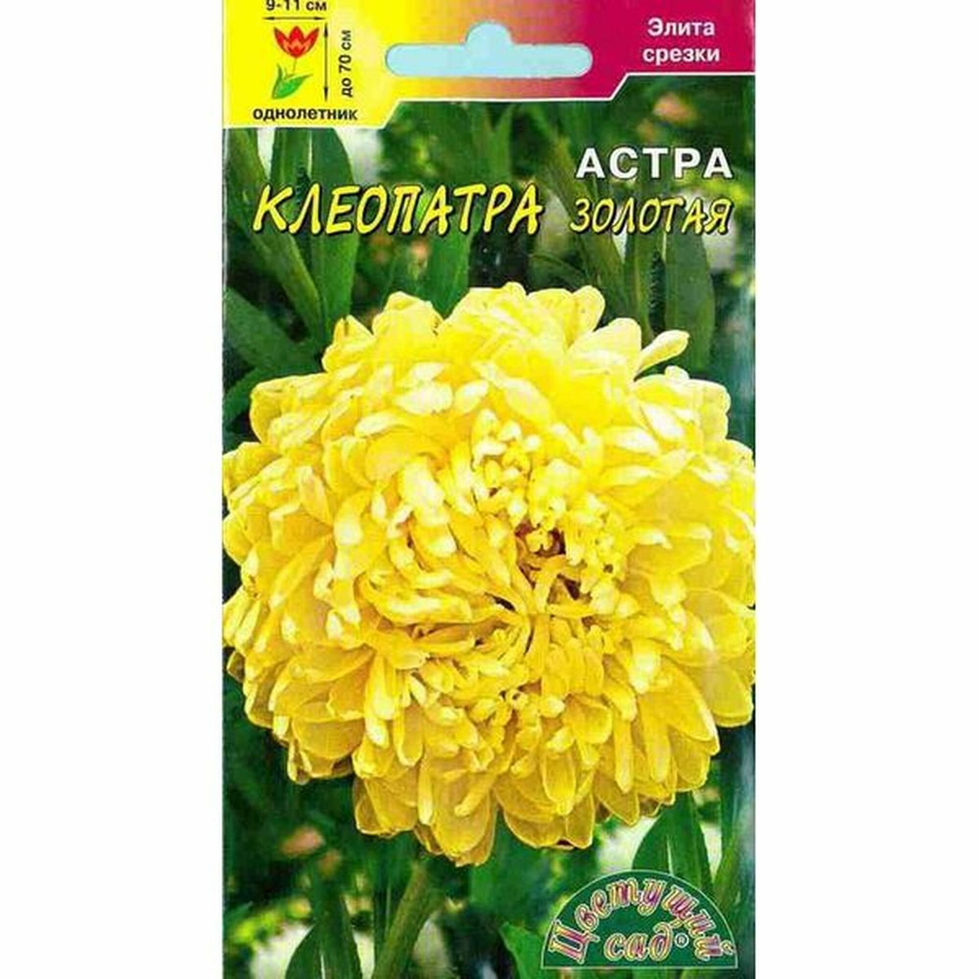 Семена Астра Клеопатра золотая однолетник (Цветущий Сад) 02г