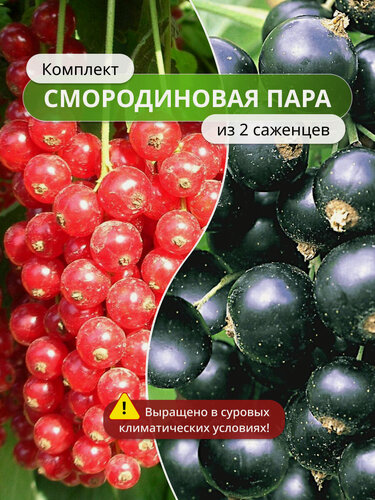 Изображение товара Комплект "Смородиновая пара" из 2 / смородины, морозостойкий, высокоурожайный