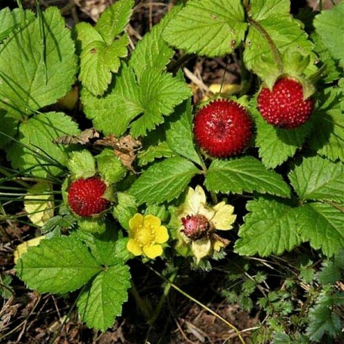 Семена Орешка Дюшения (дюшенея, земляника ложная, лапчатка индийская) 20 шт. дюшенея индийская 1 шт горшок