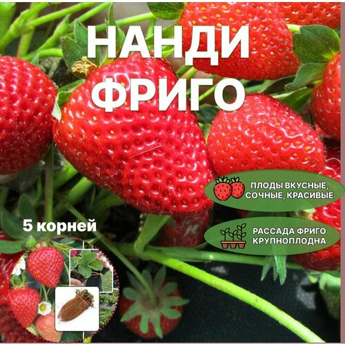 Клубника Нанди Фриго - долго хранится без посадки в грунт, хорошо транспортируется (Корни 5 штук)